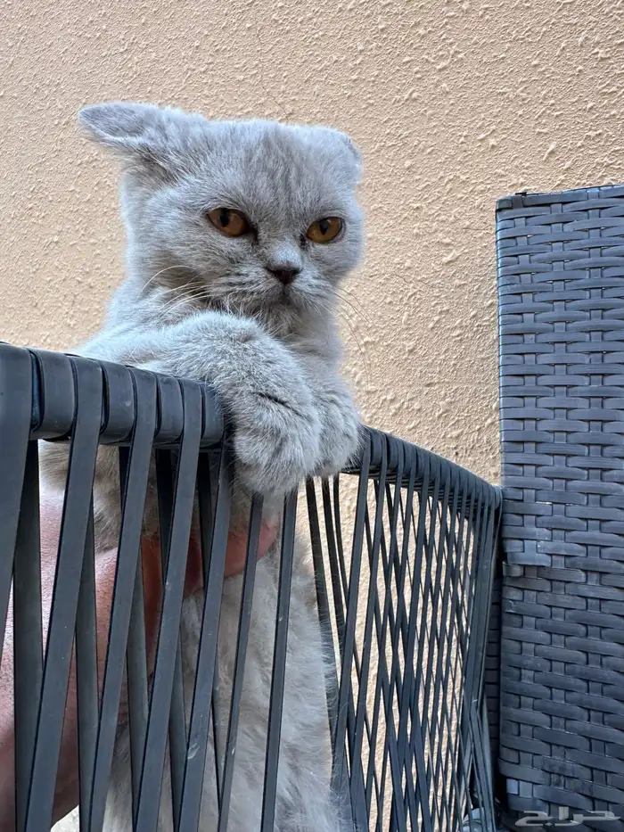 سكوتش ستريت أنثى و دبل فولد أنثى للبيع 1