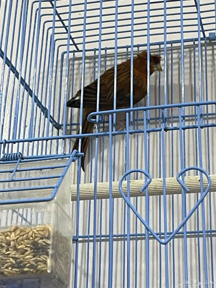 كناري سوري لون احمر ناري حجم طيب 0