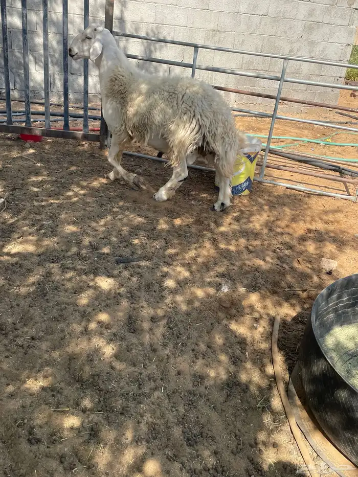 جذع حري وشاة دافع 1