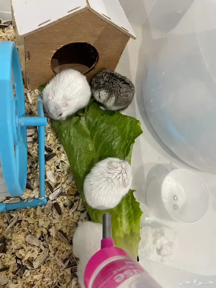 هامستر روسي ذكور اليفه 0