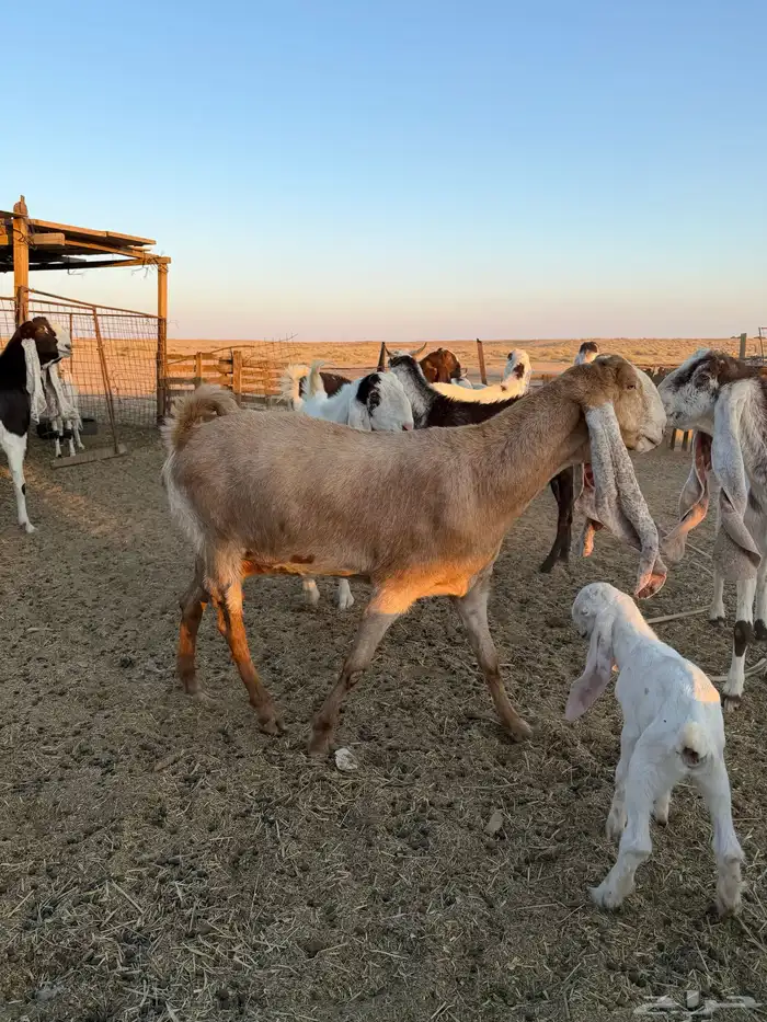 معزاء هولنديات 2