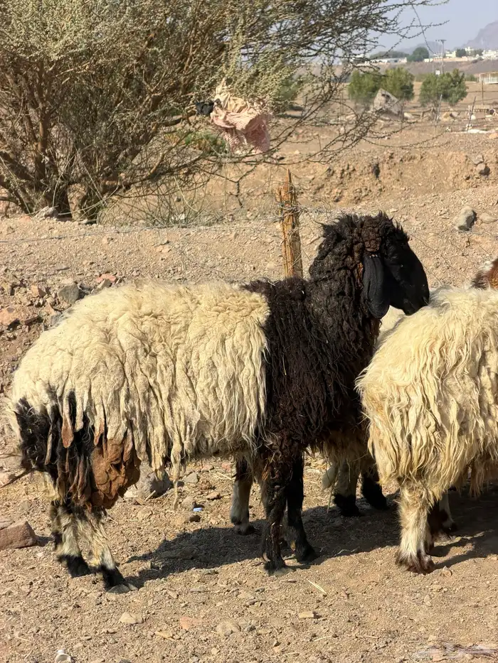 ضان نعيم دفيع بفحلها 12