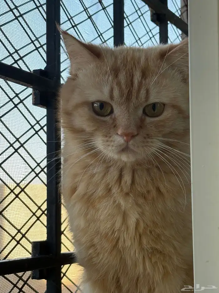 قط برتقالي ضايع الذيبيه القصيم 0