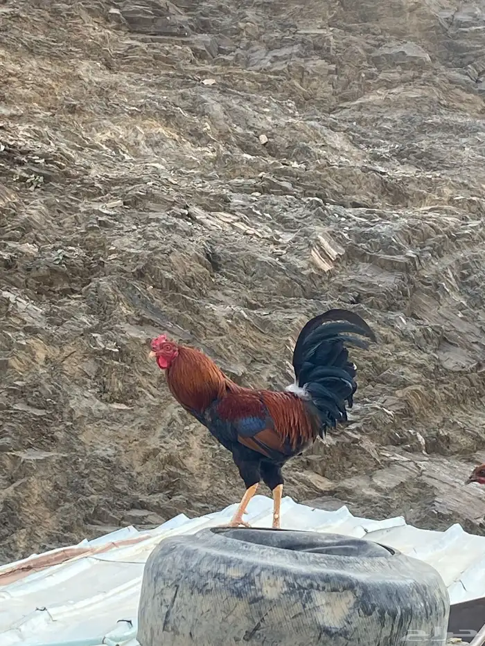 ديك مهجن الأب باكستاني و الأم بلدي 0