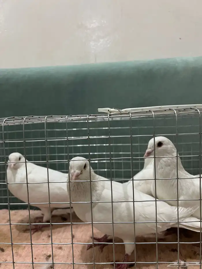 للبيع حمام حجم جامبو 5