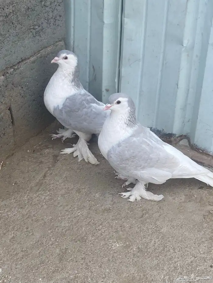 حمام للبيع فرنسي سلفر وجوز شرازي 2