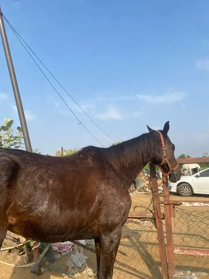 فرس إنجليزي 4