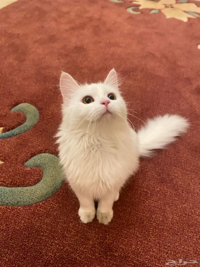 قطة شيرازي للتبني انثى 0