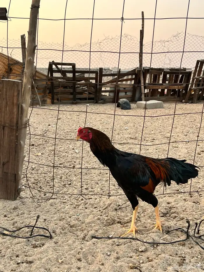 دجاج باكستناني 1