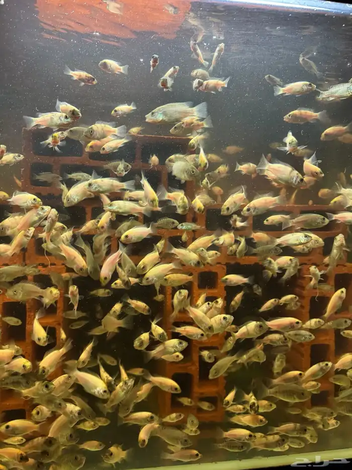 سمك سيكلد أفريقي 1