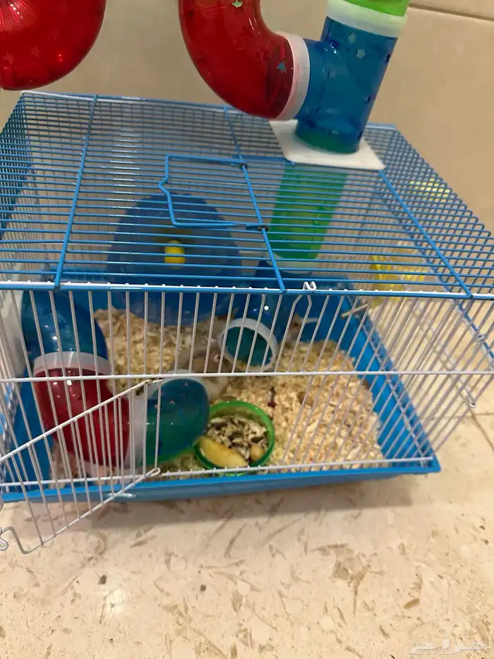 زوج همستر روسي منتج 4