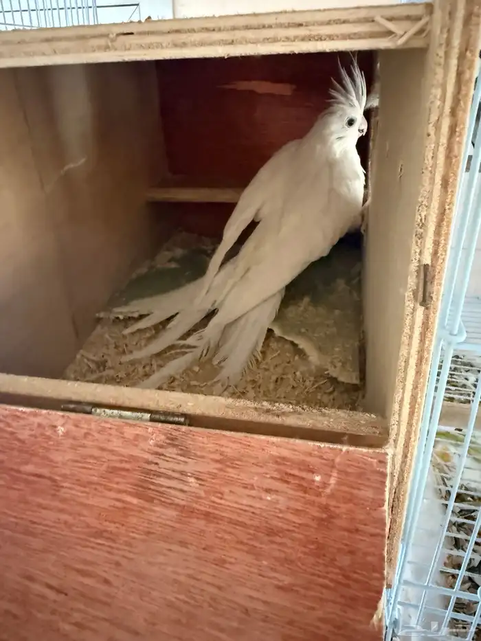 اقفاص 601 وبياضات كروان 4