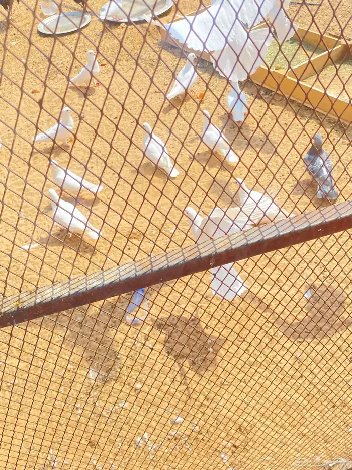 حمام فرنسي 18