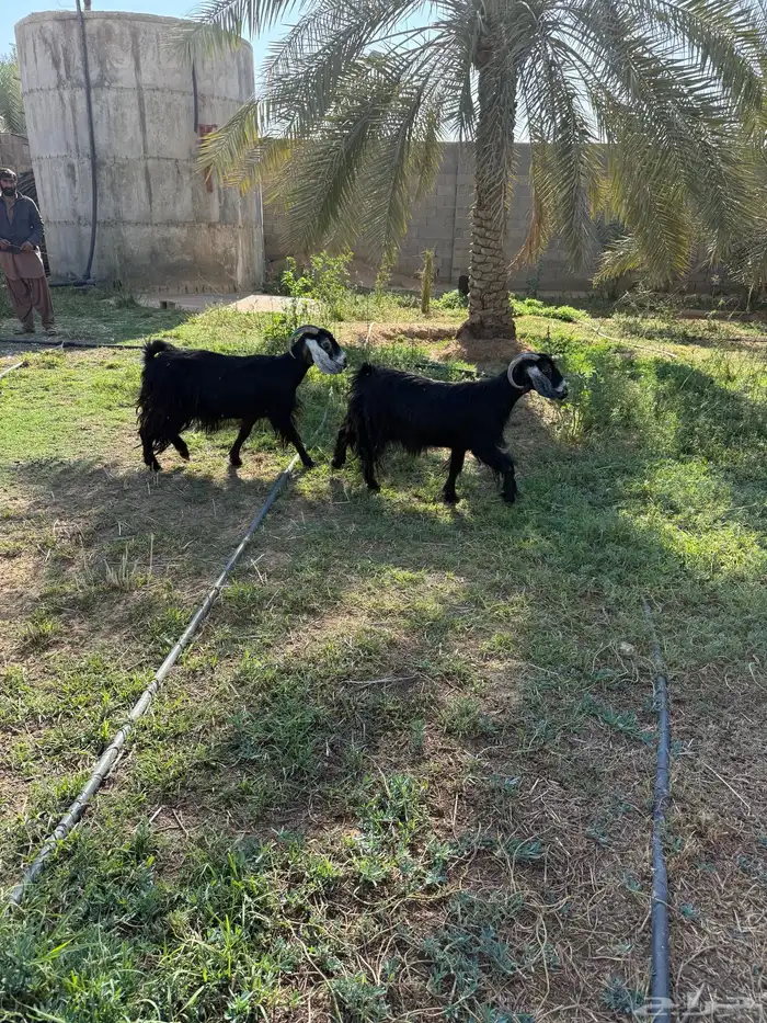 معزا للبيع 0