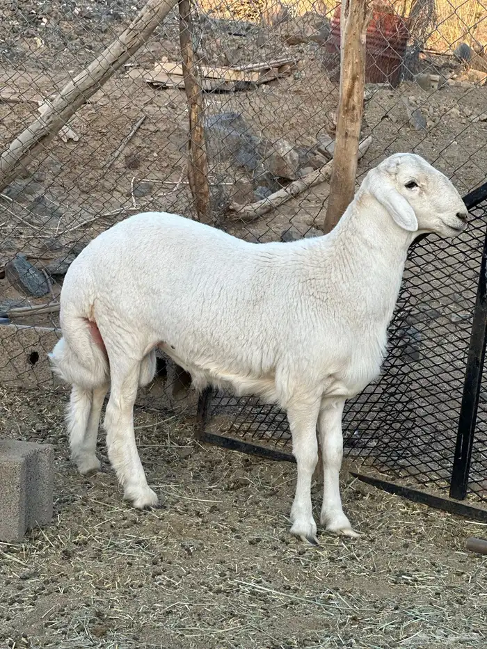 خروف مشروع فحل 0