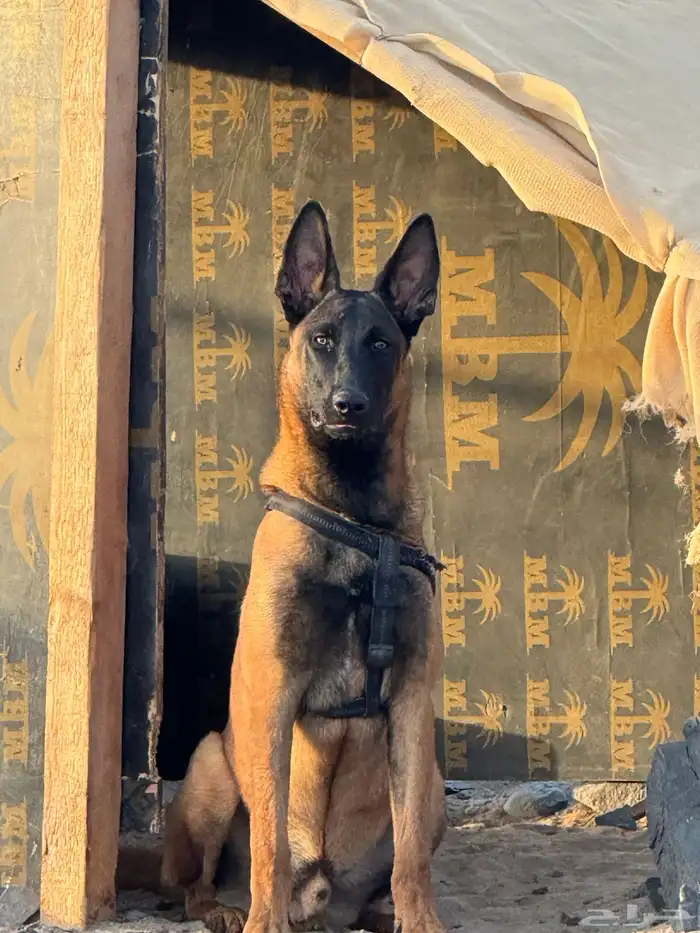 كلب مالينو مفقود 1