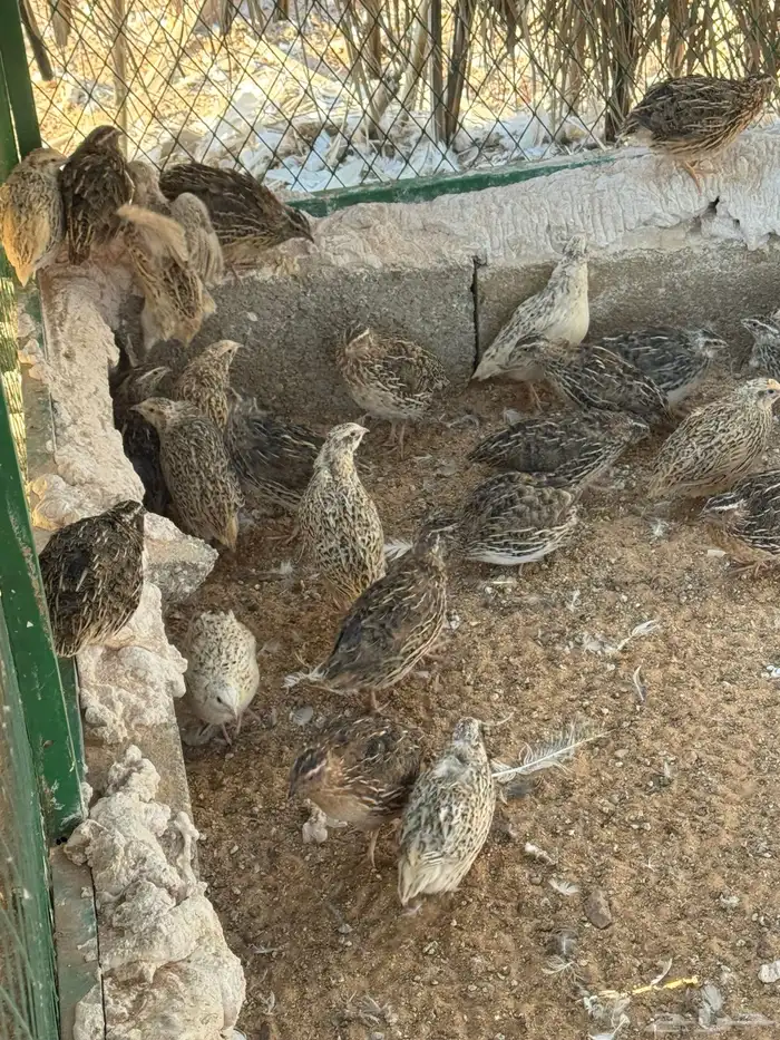 سمان فري بياض 1