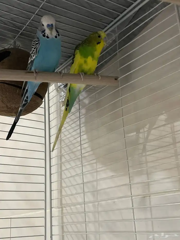 Budgies Sale only without Cage 2