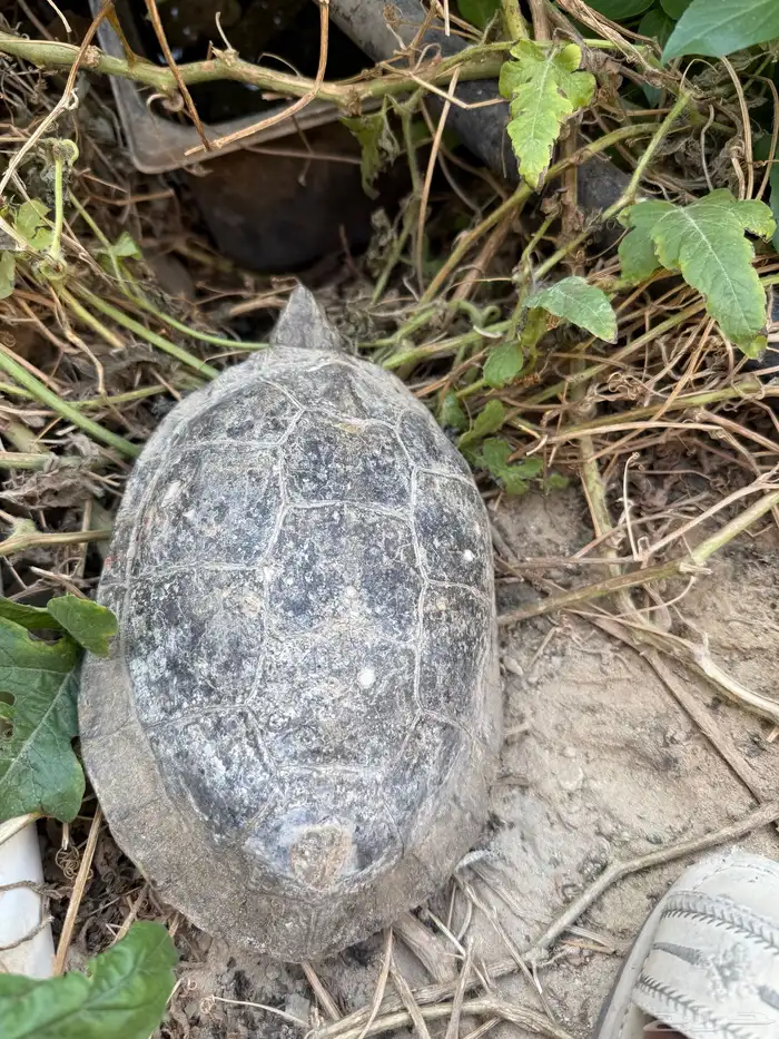 سلحفاه برمائيه كبيره عمرها تقريبا تسع سنوات انثى اضن 3