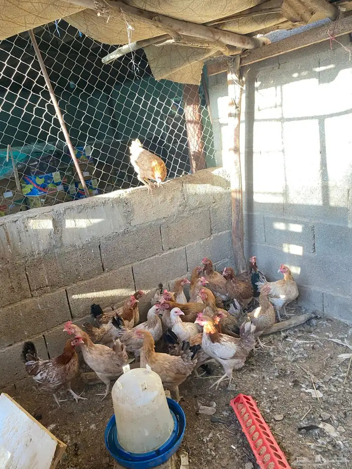 دجاج بلدي بياض 1