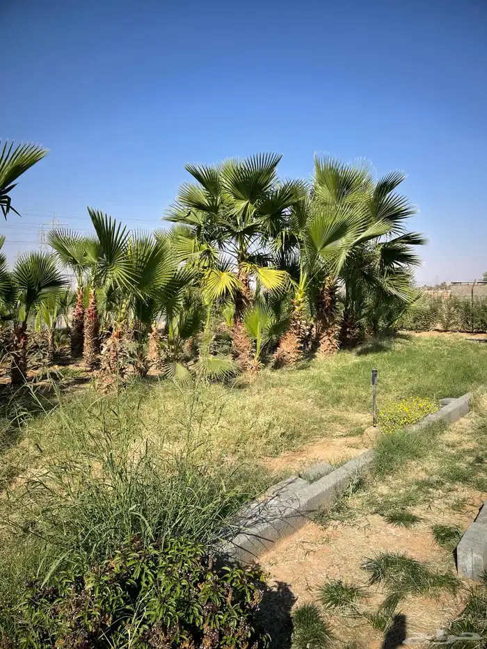 واشنطوني متفاوت الاطوال 3