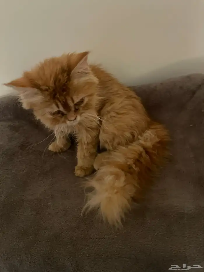 قطه فارسيه للتبني 1