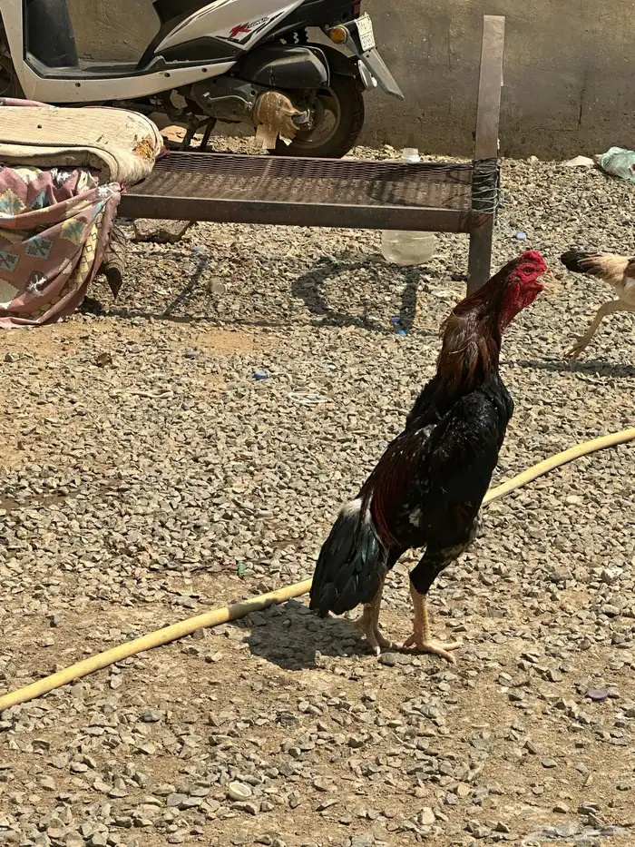 ديك شامو ياباني  دجاجه شامو الماني 0