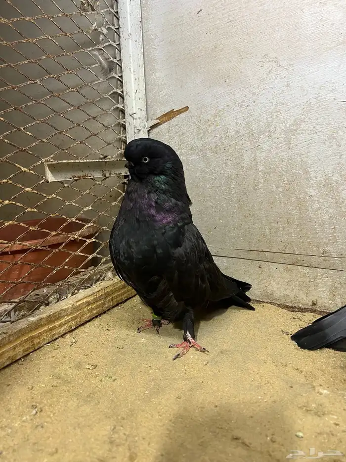 جوز لونق فيس 2