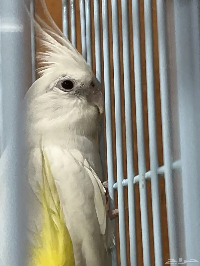 كروان انثى 1