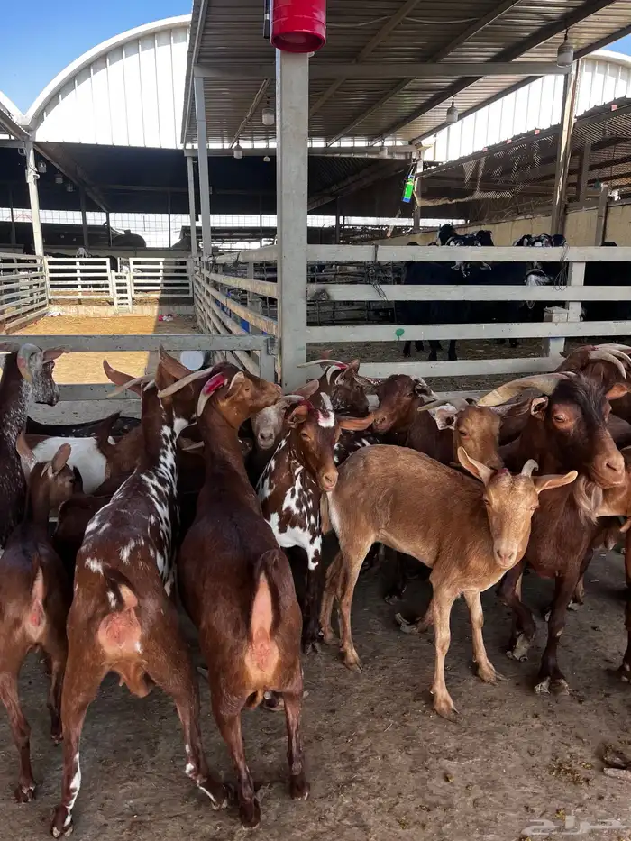 معزا جنوبيه 4