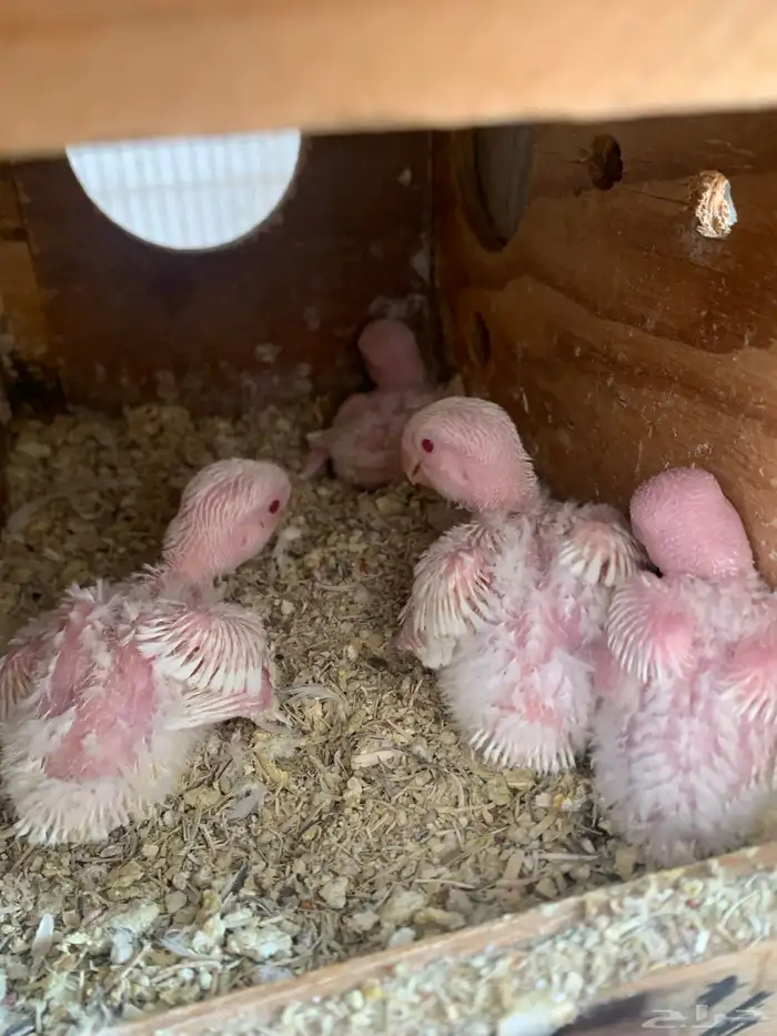 فروخ روز ( تم البيع ) 0