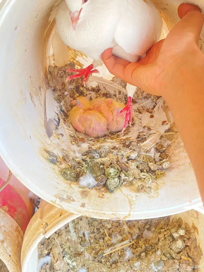 حمام فرنسي 10