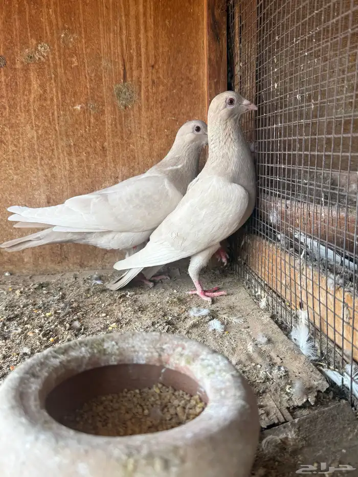 زاجل فاخر من النوادر 3