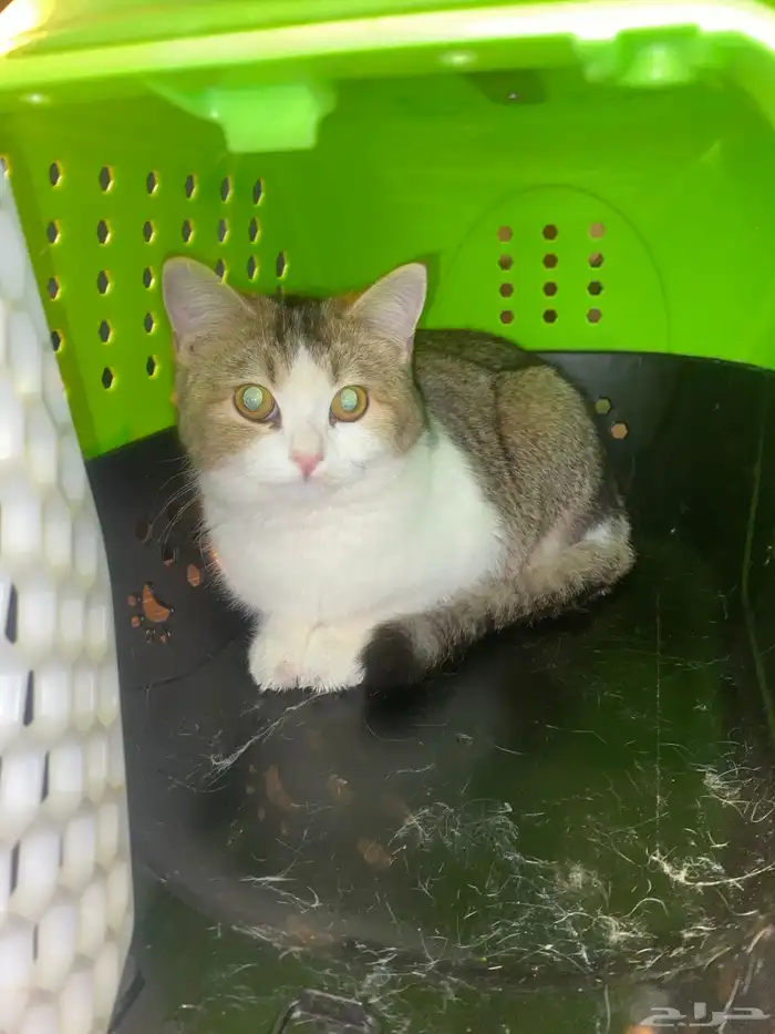 بسة للتبني بأسرع وقت العمر 4اشهر 1