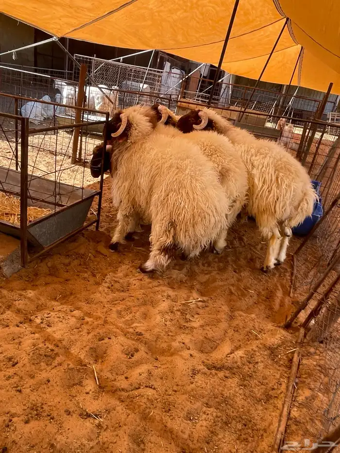 طليان نعيم جبر وسمين 2