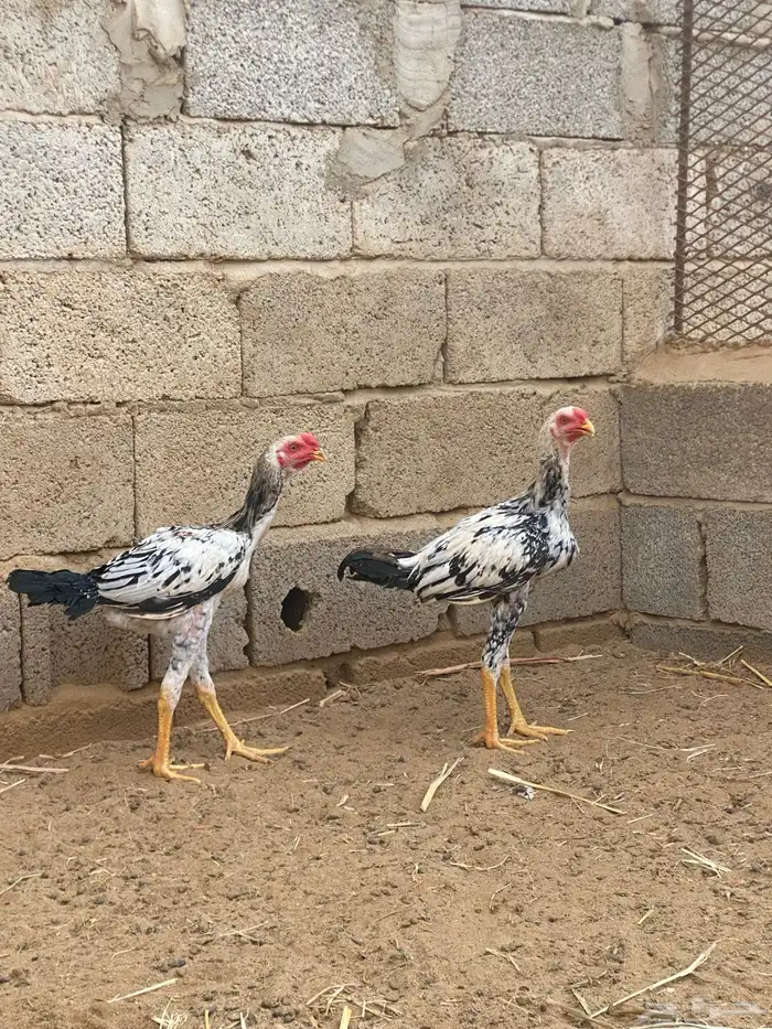 ديوك باكستاني 0