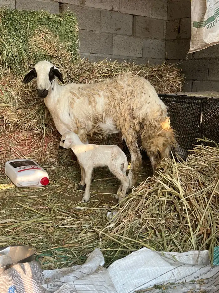 رخل مولده تحتها 1 1