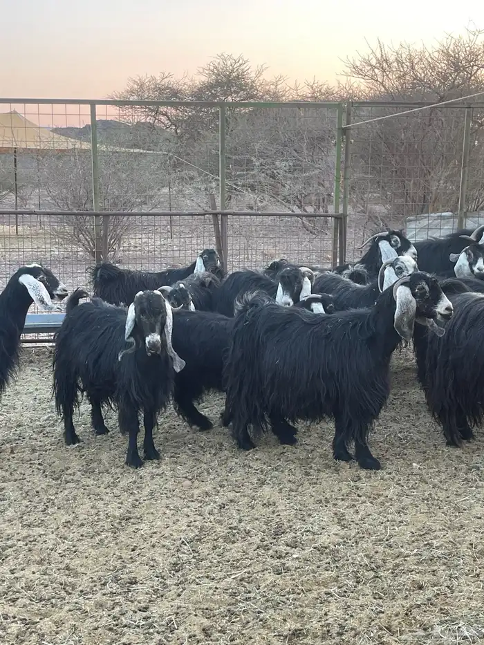 معزا ( تم البيع ) 7