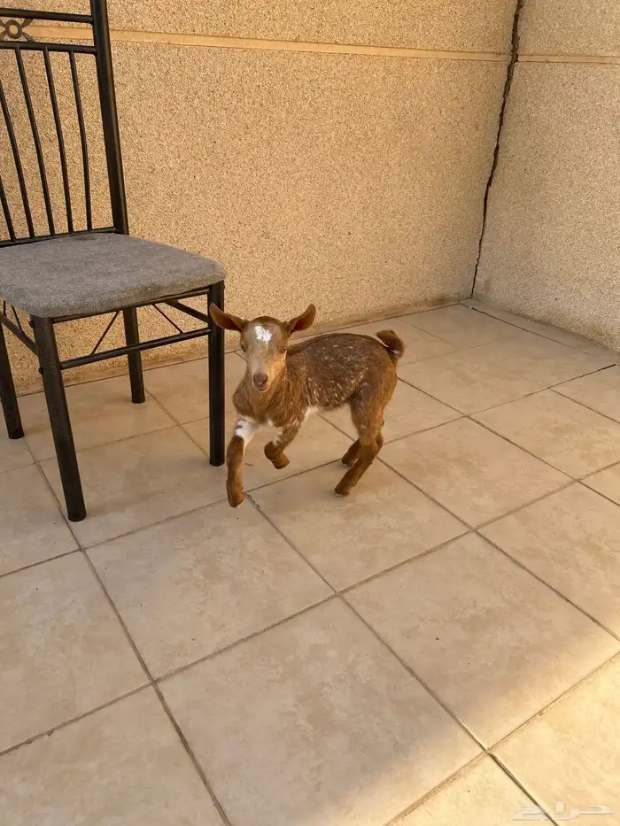 الجبيل الصناعية 1