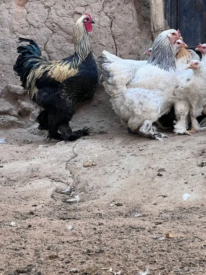 دجاج براهما يحجب 2