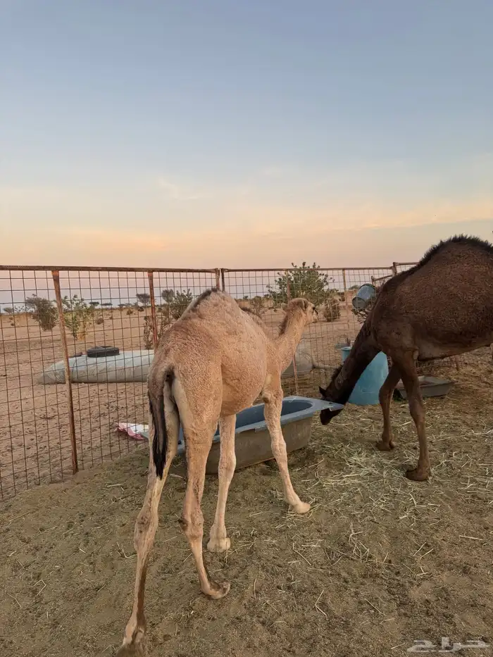 قعود لباني على الحليب 3