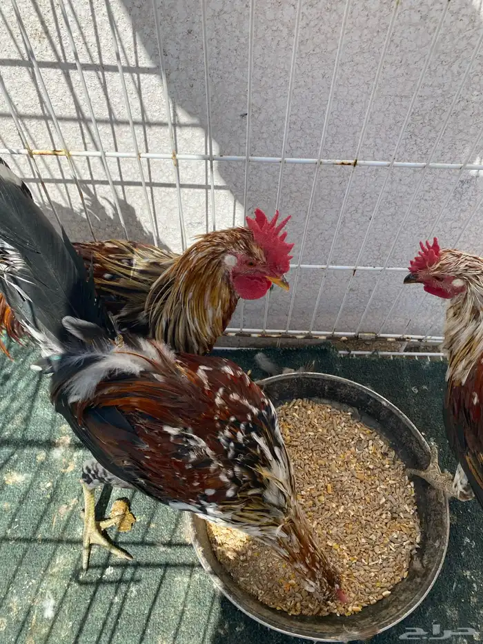 ديوك ماكنتوش الععدد 3 تم البيع 0