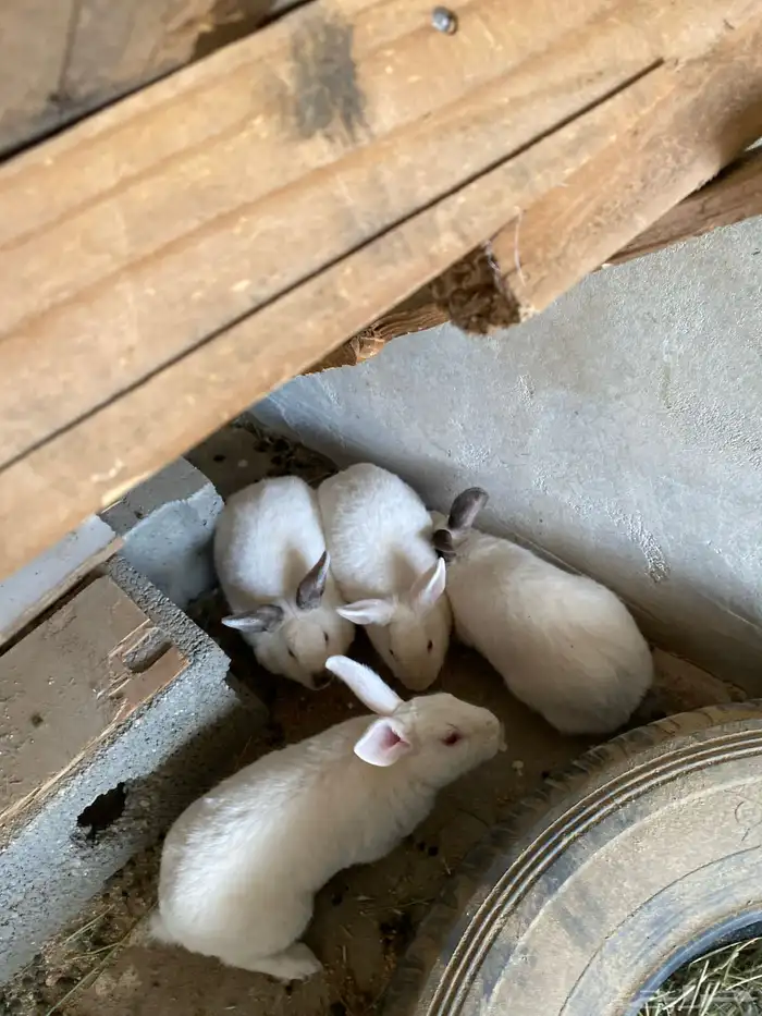 ارانب للبيع العمر من 9اشهورالى 8اشهور السوم30 1