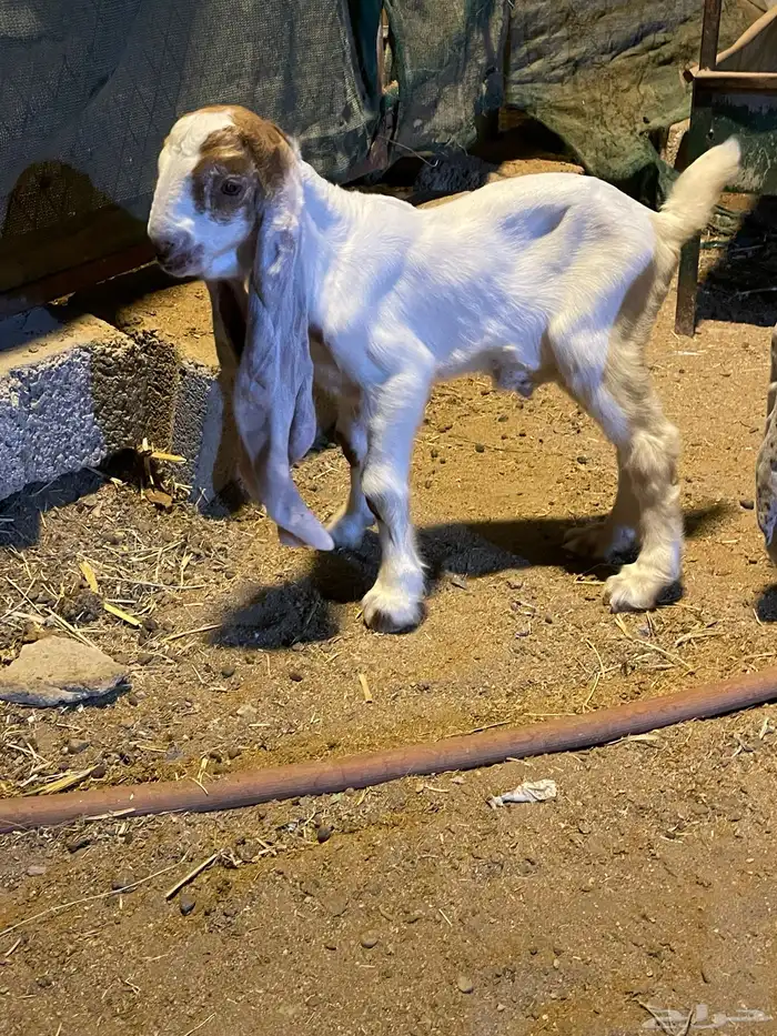 ثلاثه تيوس حجازيه دواغير 4