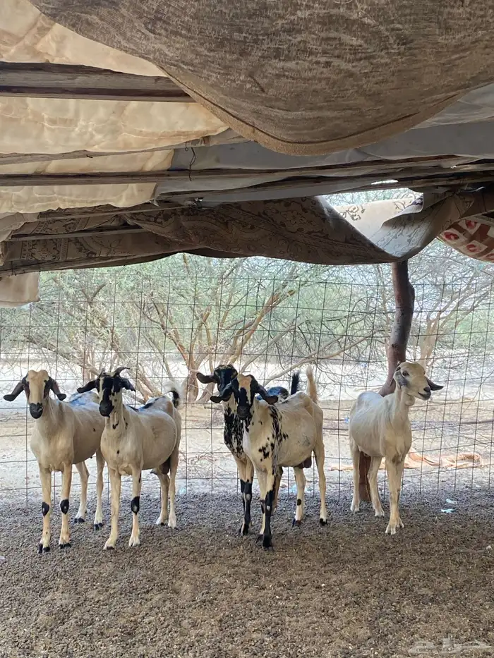 معزاء بيشيات بنات بعض 0