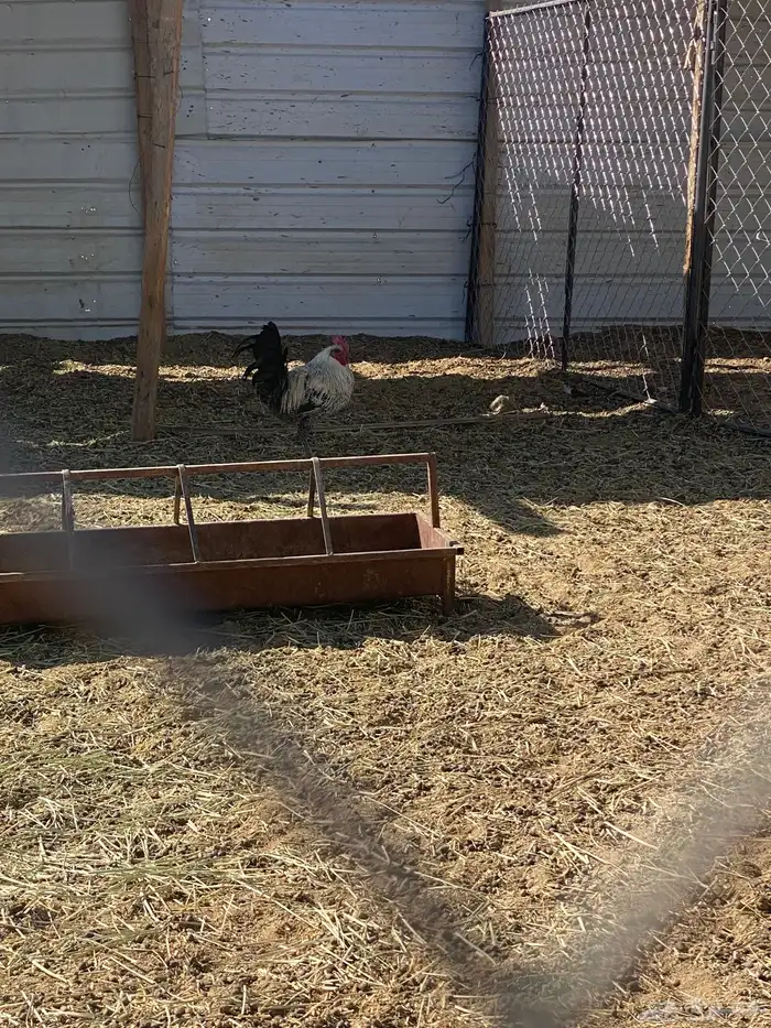 ديوك بلدي للبيع 7