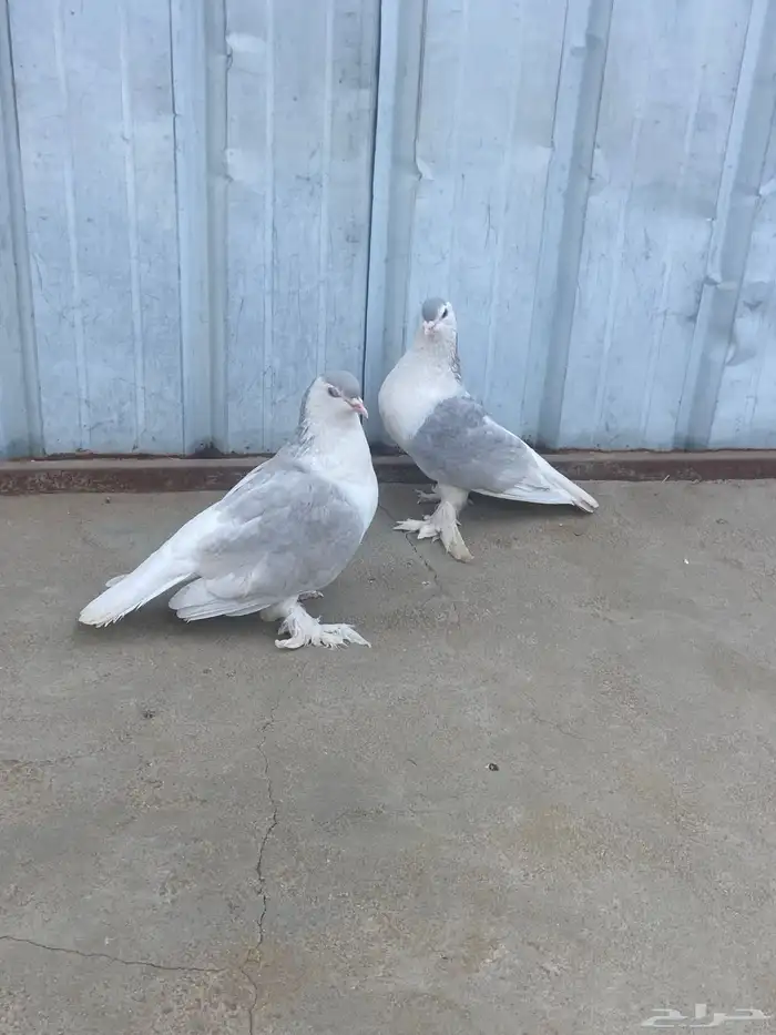 حمام للبيع فرنسي سلفر وجوز شرازي 4