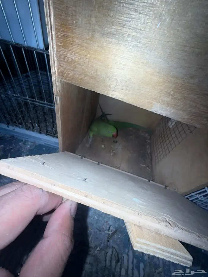 جوز دره جاهز للانتاج 2