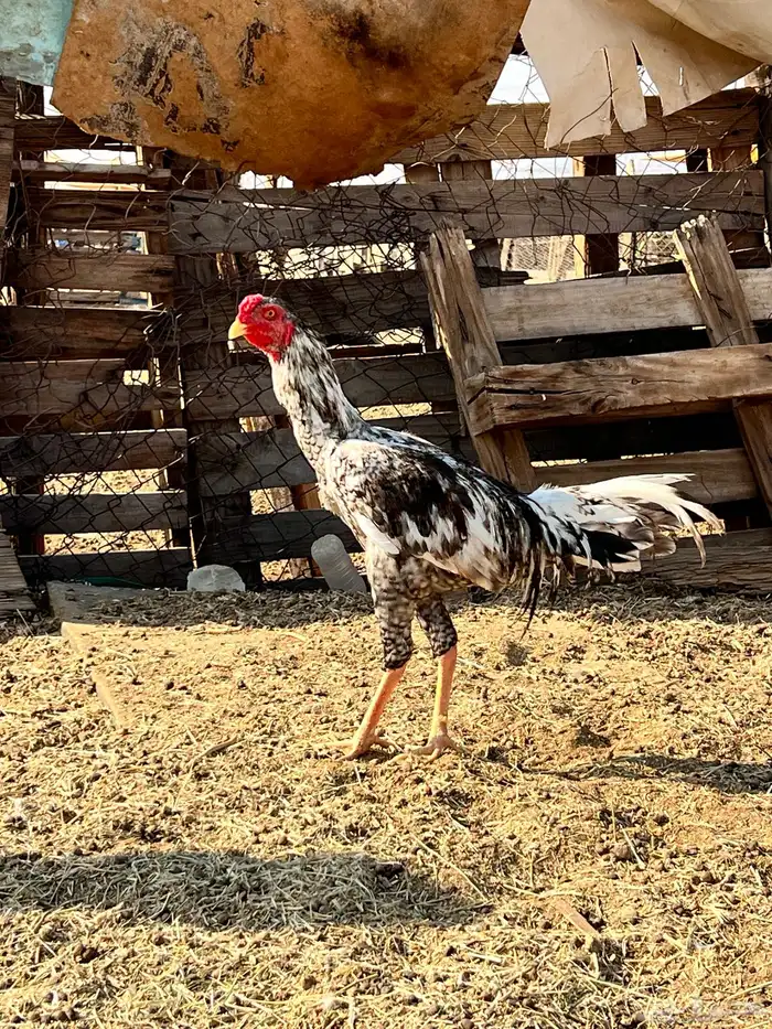 دجاج باكستناني 4