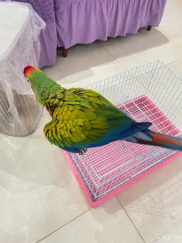 فرخ مكاو شامروخ 3